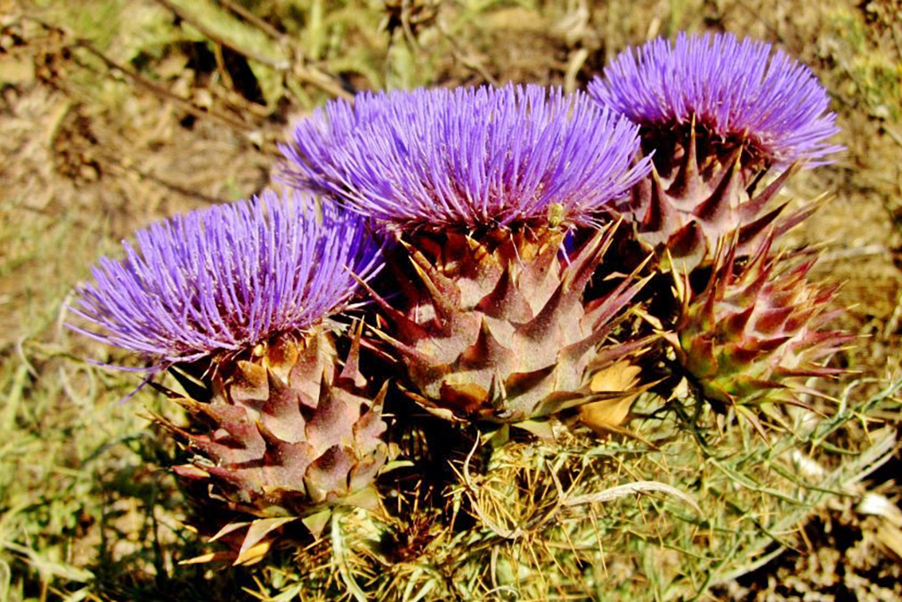 ΠΡΩΤΟΣΕΛΙΔΟ - Όλα όσα θα θέλατε να ξέρετε για την πυτιά φυτικής προέλευσης