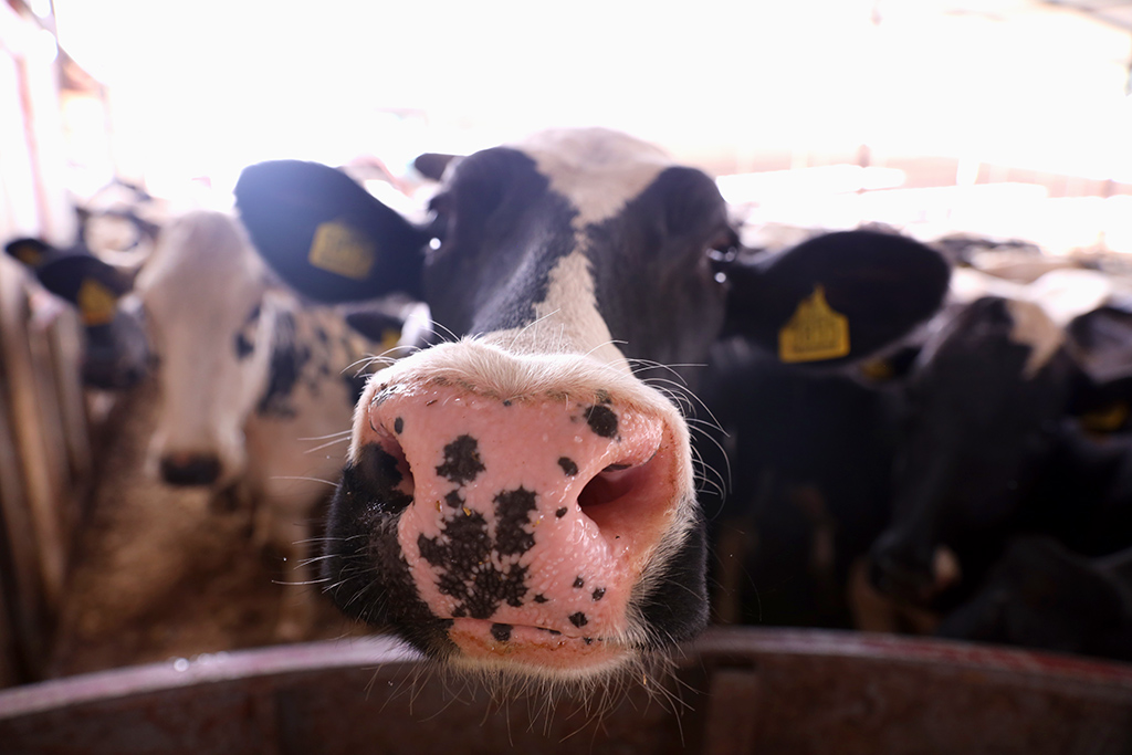 ΠΡΩΤΟΣΕΛΙΔΟ - Ποιές είναι οι 8 γαλακτοπαραγωγικότερες φυλές αγελάδων στον κόσμο