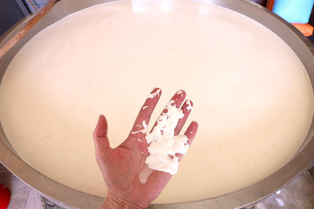πρωτοσέλιδο - Τυρί από υπερθερμασμένο γάλα – Πώς θα σώσω την παρτίδα?