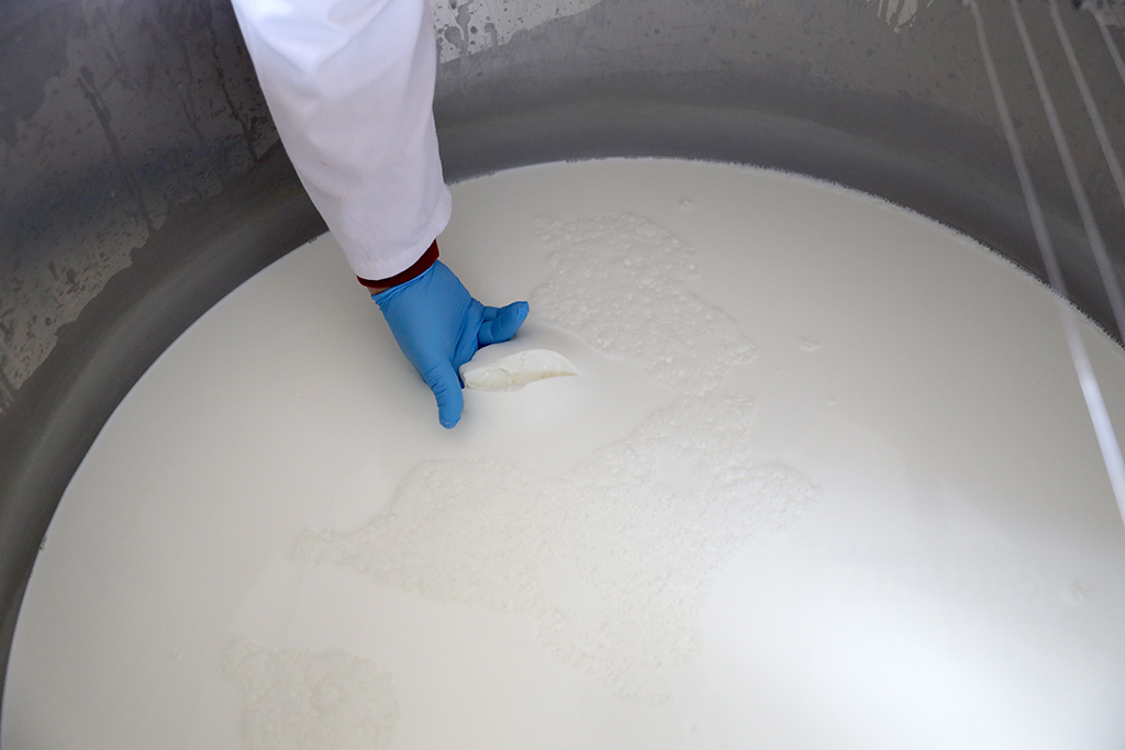 πρωτοσέλιδο-Αφύσικος χρόνος πήξης μέσα στο καλοκαίρι? Μα,… είναι τα ψυχρότροφα βακτήρια!