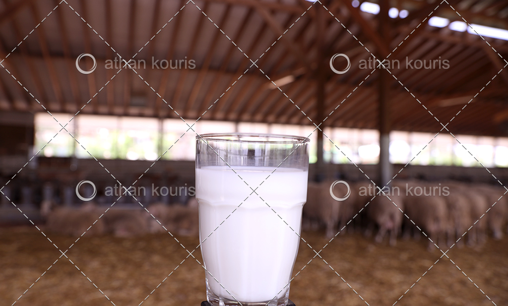 πρωτοσέλιδο - Πως θα καταλάβω εάν παστεριώθηκε το γάλα μου