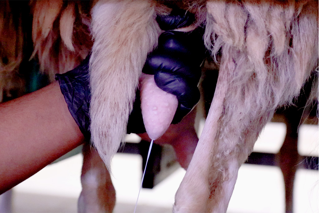 πρωτοσέλιδο - Πόσο ζημιά κάνει η παστερίωση στο γάλα?