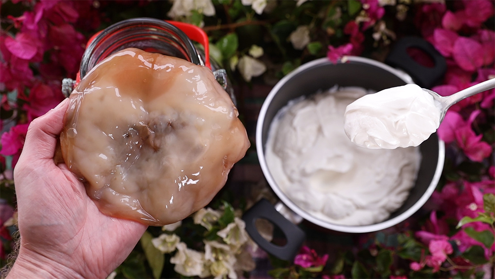 ΠΡΩΤΟΣΕΛΙΔΟ - Φτιάχνω γιαούρτι με σκόμπι (scoby) κομπoύτσα – κομπούχα (kombucha)